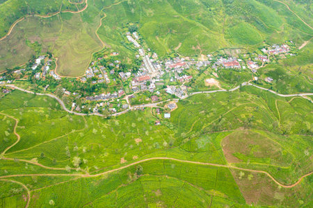 Green tea plantations in a mountainous province in Sri Lanka. Tea estate landscape.