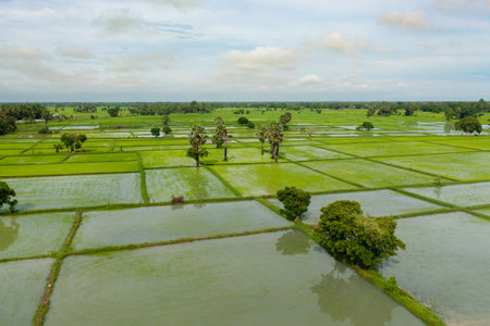 Aerial drone of rice fields and agricultural land in the countryside. Sri Lanka.