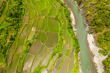 Aerial drone of rice terraces with growing plants in the water. Philippines, Luzon.