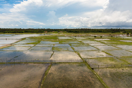 Flooded rice fields in the countryside of Sri Lanka.