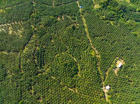 Aerial view of oil palm plantations in Malaysia. Oil palm estates in Borneo.の写真素材