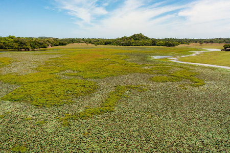 Top view of Wetlands with tropical vegetation. Lakes and swamps where birds and animals live. Sri Lanka.の写真素材