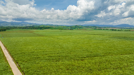 Plantation of sugar cane in the countryside. Negros, Philippines