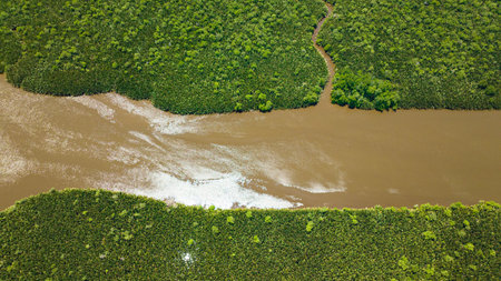 Aerial view of mangroves and rainforest in the tropics. Menumbok forest reserve. Borneo, Sabah, Malaysia.の写真素材