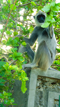 Tufted gray langur in Sri Lanka. Specie Semnopithecus priam.