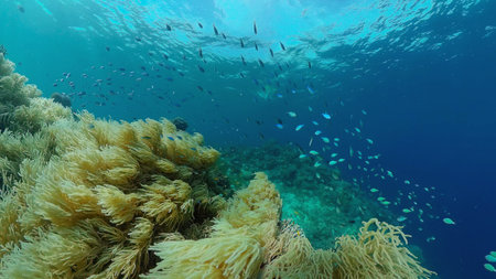 Beautiful underwater landscape with tropical fishes and corals. Life coral reef. Philippines.