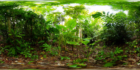 Green plants and trees in the rainforest. Philippines. Virtual Reality 360.