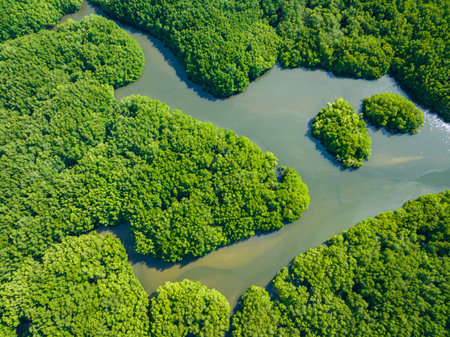 Aerial view of mangroves in the tropics.Tropical landscape. Borneo. Malaysia.の写真素材