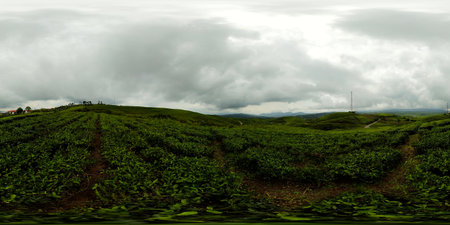 Tea plantations in Indonesia. Mountain landscape with tea estate. Kayu Aro, Sumatra. 360VR.の写真素材