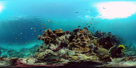Scene reef. Marine life sea world. Underwater fish reef marine. Philippines. Virtual Reality 360.の写真素材