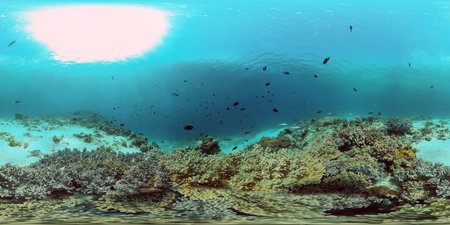 Coral Reef Fish Scene. Tropical underwater sea fish. Colourful tropical coral reef. Philippines. 360 panorama VRの写真素材