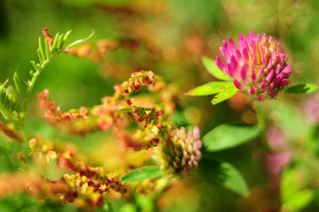 Clover flower on the background of curly bright yellow-red flowersの写真素材