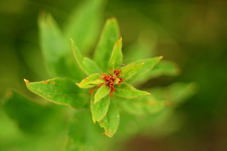 Green plant with brown top, top view, dark backgroundの写真素材