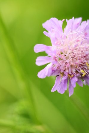Lilac field flower closeup, on the background of green grass, macroの写真素材