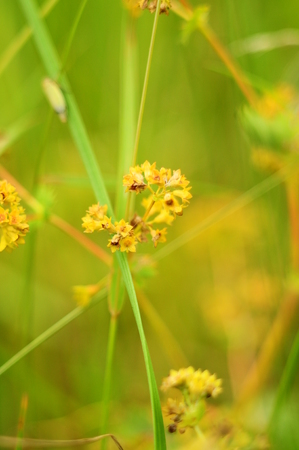 Inflorescence of a small yellow field flowers in the field, macro and blur effectの写真素材