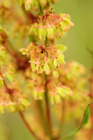 Clusters of yellow flowers in the field, macro, blur