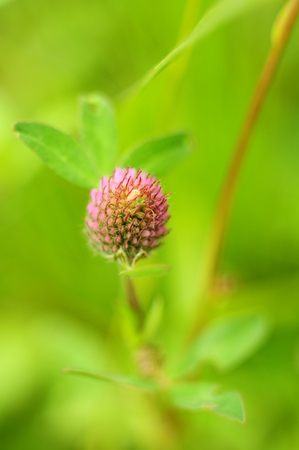 Pale pink bud of a wild flower on a beautiful blurry background grassの写真素材