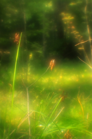 Forest plants in a sunny meadow, soft blur effect, pictorialism.の写真素材