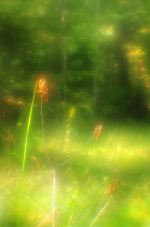 A young tree on a sunny forest glade, pictorialism, soft blur effectの写真素材