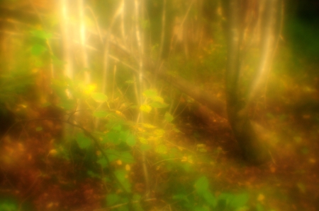 Gold of the sun in the magic forest, pictorialism, soft blurredの写真素材