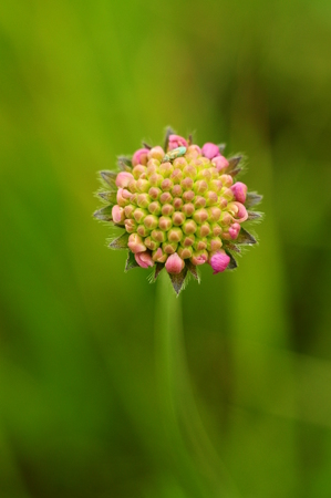 Green beetle on pink flower, macro, blur effectの写真素材