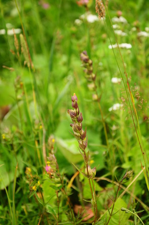 Thickets of flowering meadows in summer, macroの写真素材