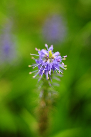 Top of lilac flower with stamens, macro, blurredの写真素材
