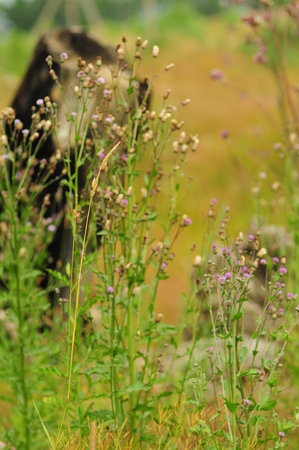 Dry blade of grass in a lush field, macroの写真素材