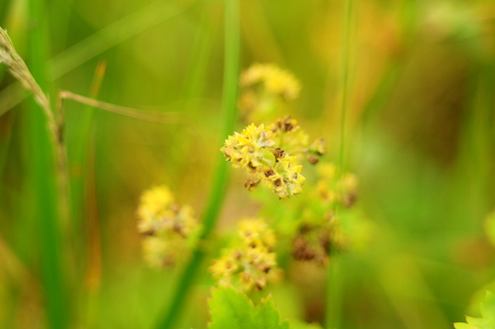 Top of field plant, macro, blurred, top viewの写真素材