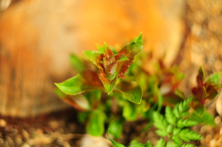 Small plant on a tree cut, blurred, macroの写真素材