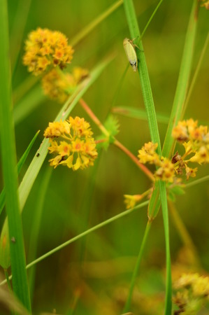 Plant with yellow flowers in the field thicketsの写真素材