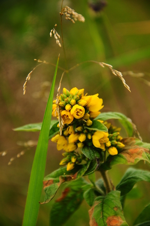 Small yellow buds of the plantの写真素材