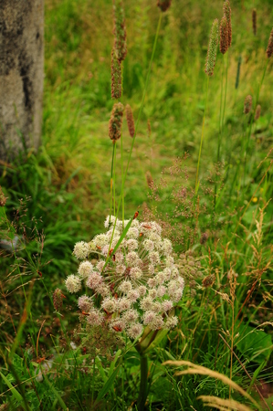 Umbrella plant in grass, macroの写真素材