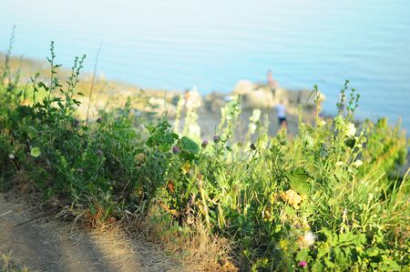 Path over the seaの写真素材