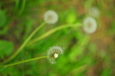 Ride dandelionsの写真素材