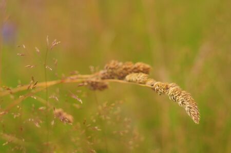 Golden spike in the meadowの写真素材
