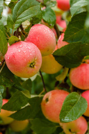 Close-up of red ripe apple on branch in soft-focus in the background. Apple tree. Apple with rain drops. Ripening apple fruit on branches in garden after rainの写真素材