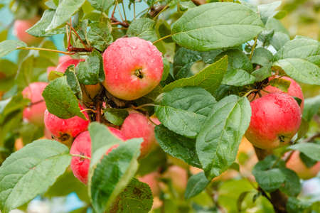 Close-up of red ripe apple on branch in soft-focus in the background. Water drop on apple and leavesの写真素材