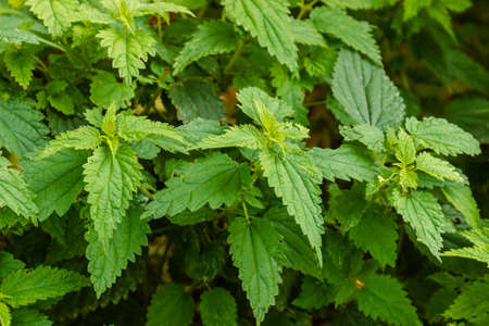 Background or texture of bush of stinging common nettle in the ground in soft-focus in the...