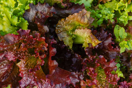 Seamless abstraction. Greenery texture background. Butter Lettuce. Green and red salad in soft-focus in the backgroundの写真素材