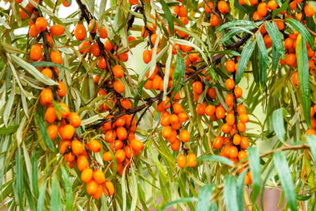 branch of sea buckthorn in a garden.Sea-buckthorn oil.Vitaminic healthy sea buckthorn tea. fresh raw sea buckthorn berriesの写真素材