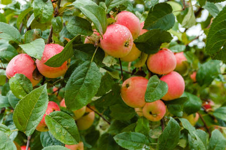 Close-up of red ripe apple on branch in soft-focus in the background. Apple tree. Apple with rain drops. Ripening apple fruit on branches in garden after rainの写真素材