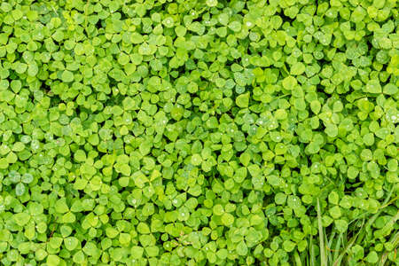Green Clover in forest after rain. Background or texture of the leaves of the shamrock with drops of dewの写真素材