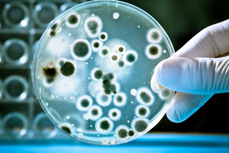 Gloved hand holding a Petri dish