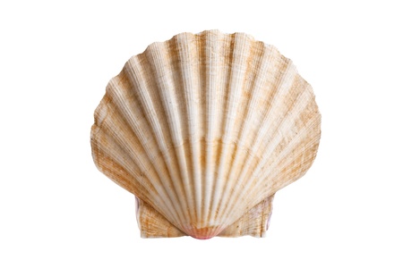 scallops shell (See Pectinidae) on the white backgroundの写真素材