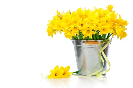 daffodils in a metal bucket over white backgroundの写真素材