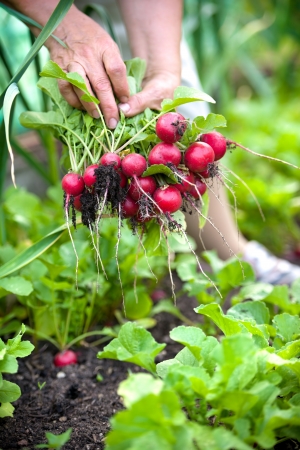 woman picking fresh radish from her gardenの写真素材