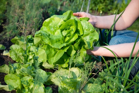 woman picking fresh lettuce from her gardenの写真素材