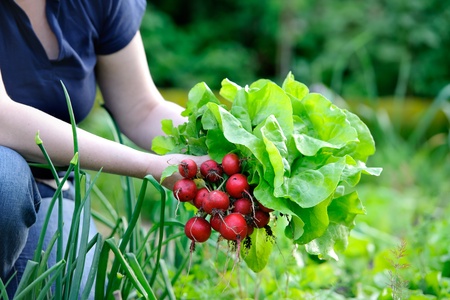 woman picking fresh radish from her gardenの写真素材