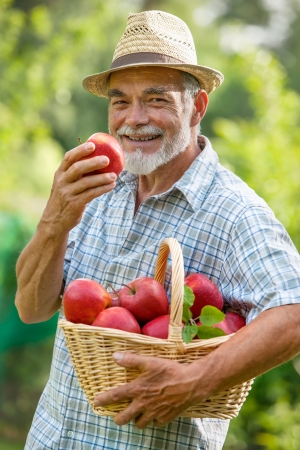 Gardener holds a basket of ripe applesの写真素材